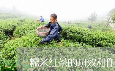 糯米红茶的功效和作用/2023071530924