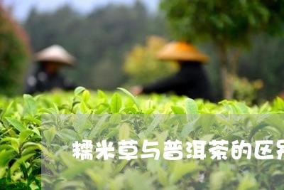 糯米草与普洱茶的区别/2023062076172