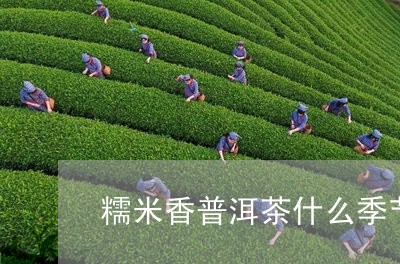 糯米香普洱茶什么季节可以喝/2023102501837