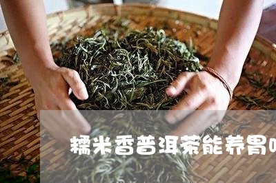 糯米香普洱茶能养胃吗/2023092865146