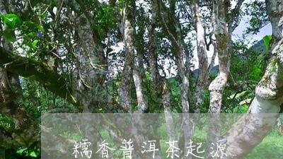 糯香普洱茶起源/2023082666260