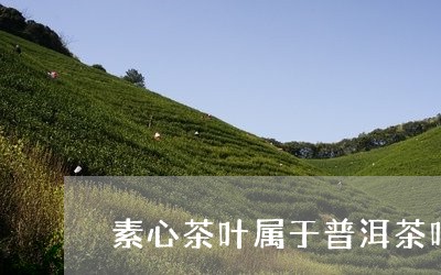 素心茶叶属于普洱茶吗/2023080230404