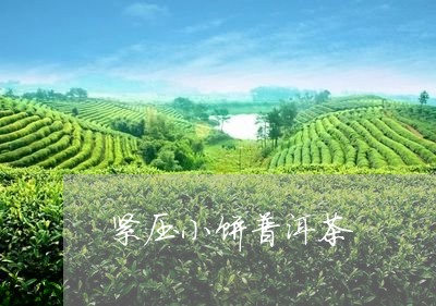 紧压小饼普洱茶/2023101674935