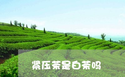 紧压茶是白茶吗/2023060893727