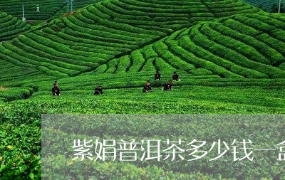 紫娟普洱茶多少钱一盒/2023061443838