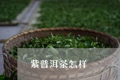 紫普洱茶怎样/2023042687235