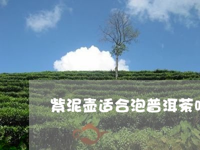 紫泥壶适合泡普洱茶吗/2023061654265