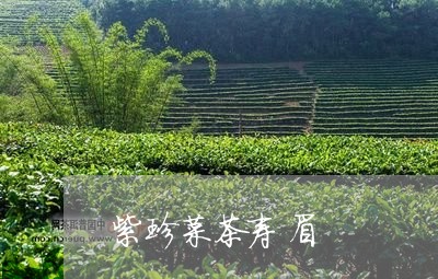 紫珍菜茶寿眉/2023052377471