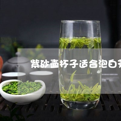 紫砂壶杯子适合泡白茶吗/2023110253870