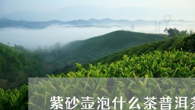 紫砂壶泡什么茶普洱茶好/2023102557517