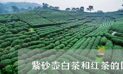 紫砂壶白茶和红茶的区别/2023110250681