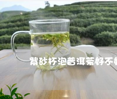 紫砂杯泡普洱茶好不好呀/2023102414037