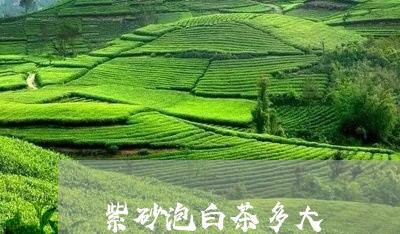 紫砂泡白茶多大/2023060914137