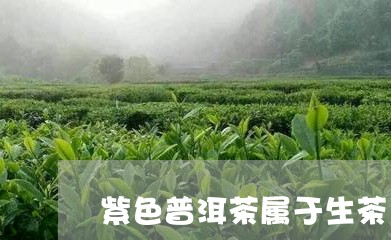 紫色普洱茶属于生茶/2023121850581