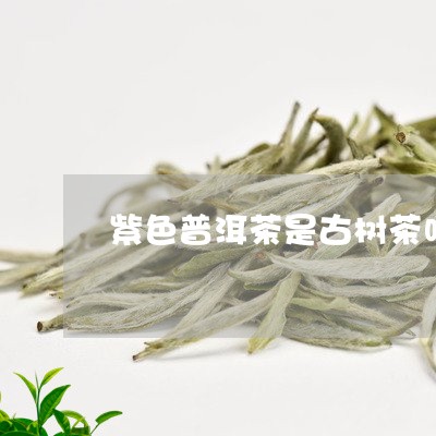 紫色普洱茶是古树茶吗/2023062354947