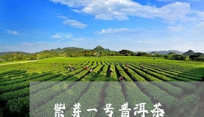 紫芽一号普洱茶/2023102693793