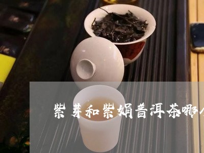 紫芽和紫娟普洱茶哪个好/2023102534816