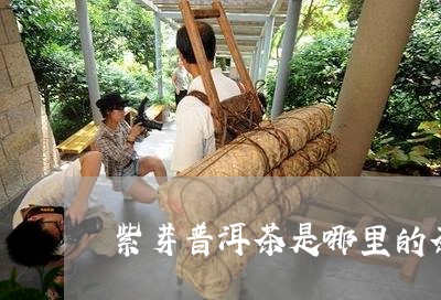 紫芽普洱茶是哪里的茶/2023062980586