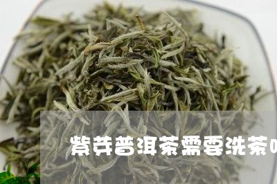 紫芽普洱茶需要洗茶吗/2023062453735