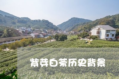 紫芽白茶历史背景/2023070825037