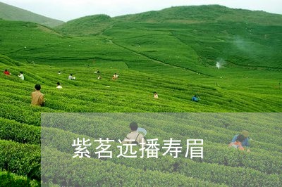 紫茗远播寿眉/2023052394237