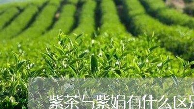 紫茶与紫娟有什么区别/2023060994938