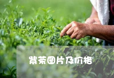 紫茶图片及价格/2023050135825