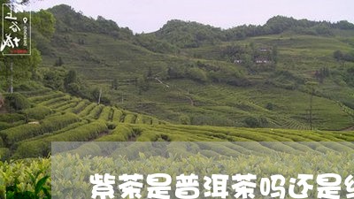 紫茶是普洱茶吗还是绿茶/2023081477593