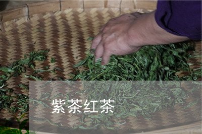 紫茶红茶/2023090185150