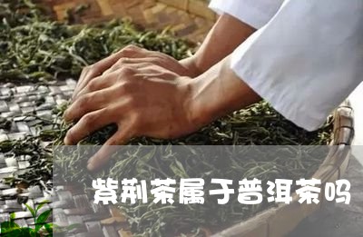 紫荆茶属于普洱茶吗/2023101669714