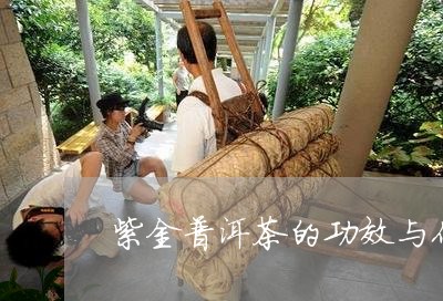 紫金普洱茶的功效与作用/2023082477390