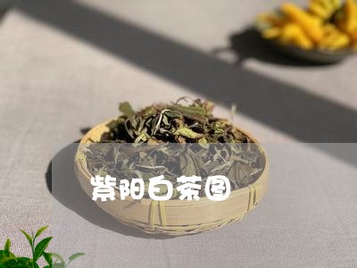 紫阳白茶图/2023051114040