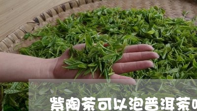 紫陶茶可以泡普洱茶吗/2023073151582