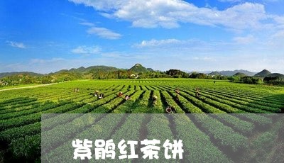 紫鹃红茶饼/2023090219381