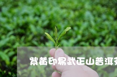 紫黄印易武正山普洱茶/2023092684038