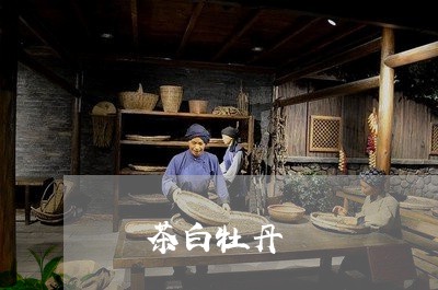 綠茶白牡丹/2023082761604