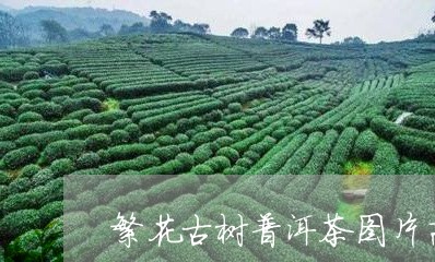 繁花古树普洱茶图片高清/2023083151703