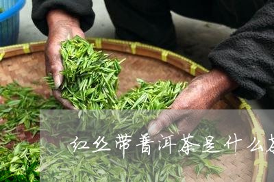 红丝带普洱茶是什么茶/2023080385240