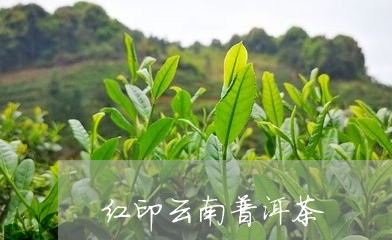 红印云南普洱茶/2023101617268