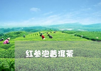 红参泡普洱茶/2023042713733