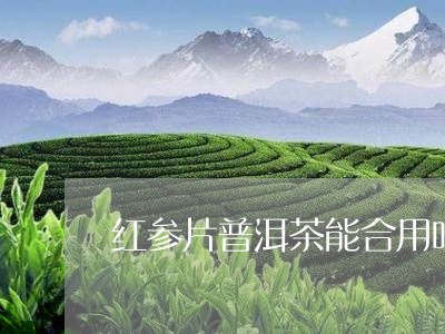 红参片普洱茶能合用吗/2023081660601