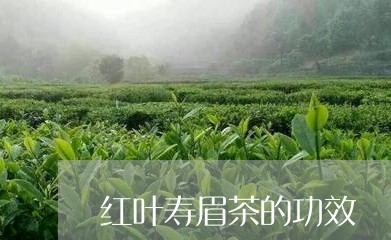 红叶寿眉茶的功效/2023090840603