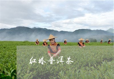 红塔普洱茶/2023090580491