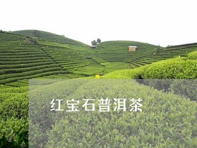 红宝石普洱茶/2023042814282