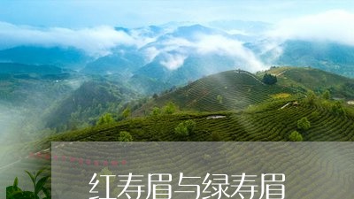 红寿眉与绿寿眉/2023060857513