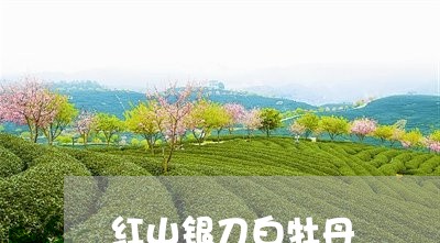 红山银刀白牡丹/2023112327360