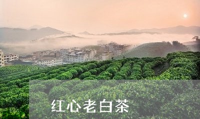 红心老白茶/2023051179293