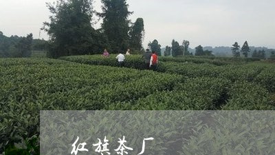 红旗茶厂/2023110936259