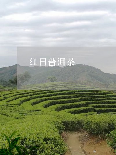 红日普洱茶/2023090562714