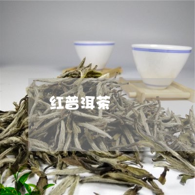 红普洱茶/2023121882836